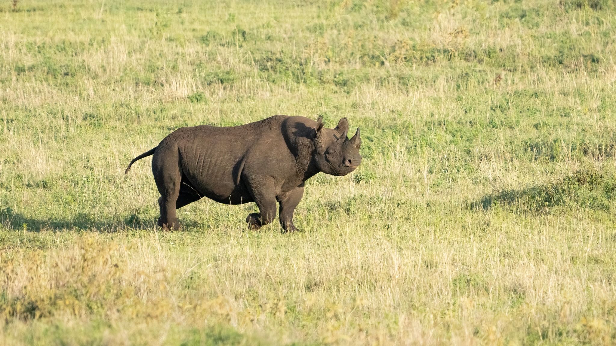 South-Western Black Rhinoceros